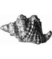 Triton Pewter Shell Ornament